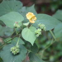 Abutilon subumbellatum Philcox